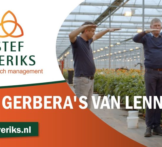 Portretten | Gerbera's van Lennart
